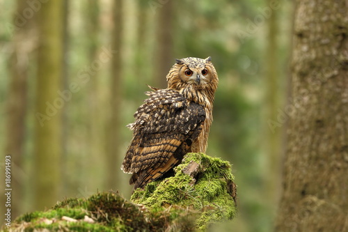 Bubo bengalensis. Photographed in Czech. Owl in nature. Beautiful photo. Autumn nature. Owl. Nature. Forest.