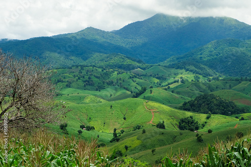 the mountains that full of corn field