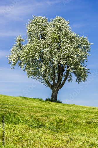 Wallpaper Mural Blossoming apple tree Torontodigital.ca