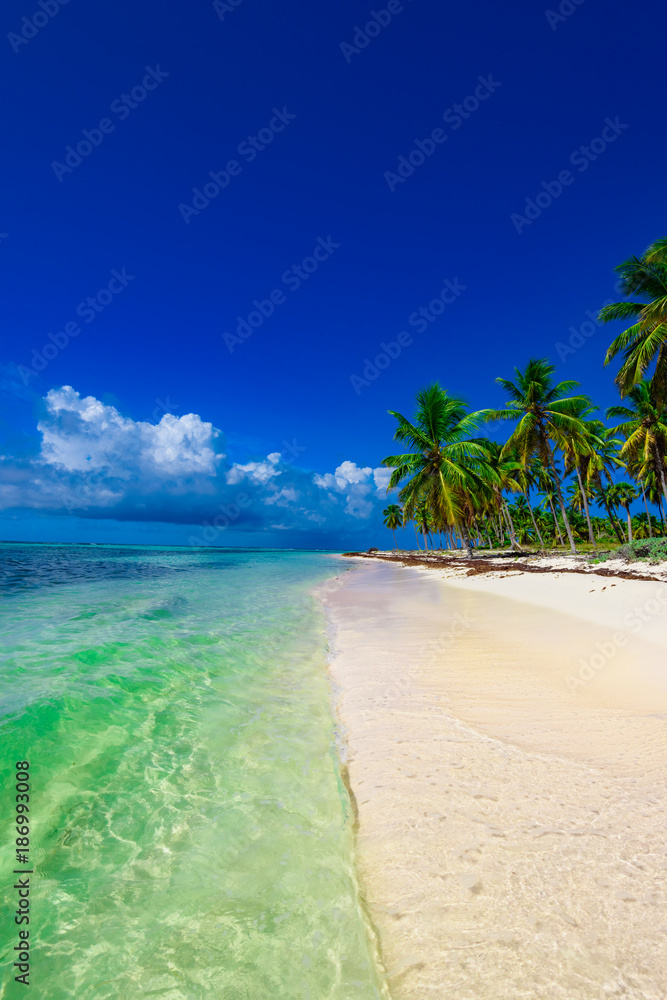 paradise beach tree palm tree