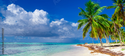 Fototapeta Naklejka Na Ścianę i Meble -  paradise beach tree palm tree