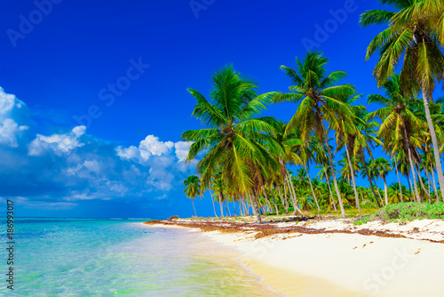 Fototapeta Naklejka Na Ścianę i Meble -  paradise beach tree palm tree