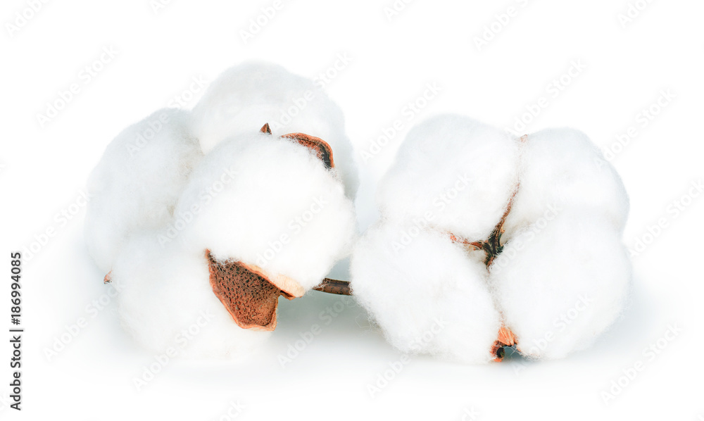 Cotton plant flower isolated on white background Cotton plant flower isolated on white background