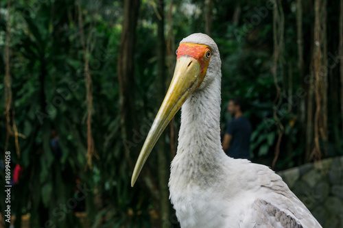 Portrait of Yellow-billed stork or Mycteria ibis. Bird Park Kuala Lumpur, Malaysia.