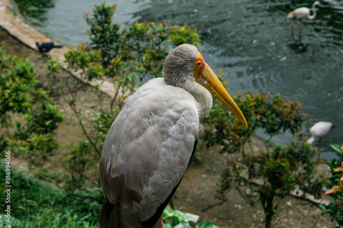 The Yellow-billed stork or Mycteria ibis. Bird Park Kuala Lumpur, Malaysia.