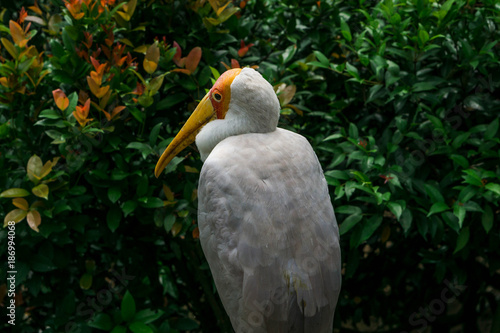 The Yellow-billed stork or Mycteria ibis. Bird Park Kuala Lumpur, Malaysia.