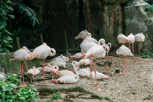 Flamingoes colony. Bird Park Kuala Lumpur, Malaysia.