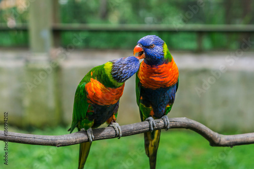 Rainbow lorikeets.  Bird Park Kuala Lumpur, Malaysia.