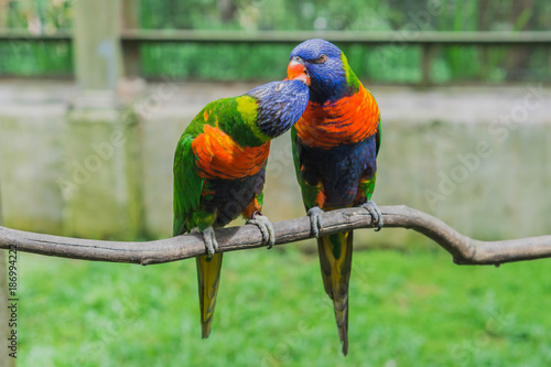 Rainbow lorikeets.  Bird Park Kuala Lumpur, Malaysia.