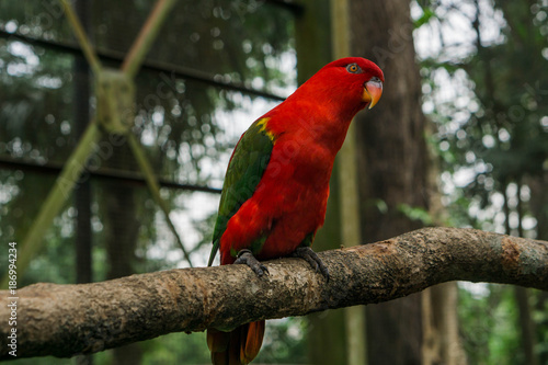 Chattering Lory (Lorius garrulus). Bird Park Kuala Lumpur, Malaysia.