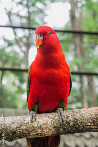 Chattering Lory (Lorius garrulus). Bird Park Kuala Lumpur, Malaysia.