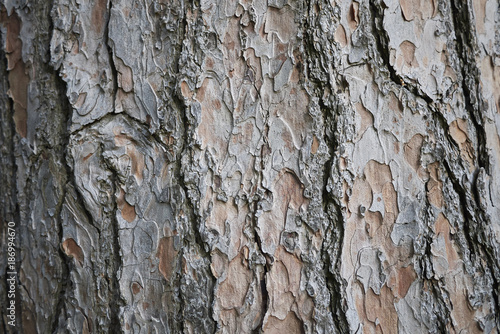 Fototapeta Naklejka Na Ścianę i Meble -  Pinus wallichiana 