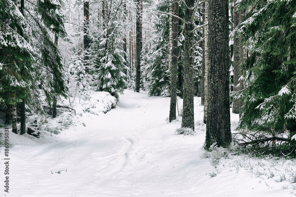 snow road in the forest in winter in Russia snow road in the forest in winter in Russia