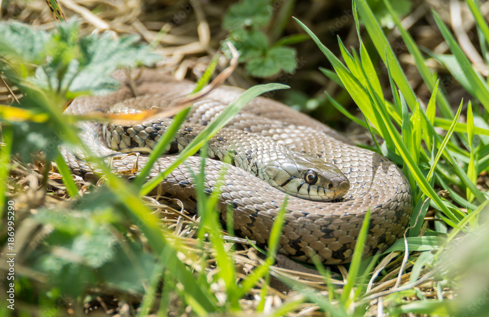 Fototapeta premium couleuvre à collier natrix natrix dans l'herbe
