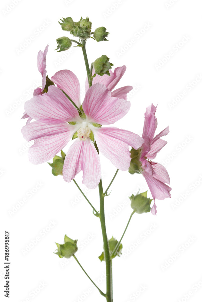 Inflorescence of pink mallow flowers isolated on white background ...