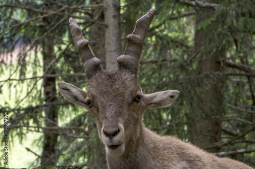 Portrait of an alpine ibex (capra ibex).