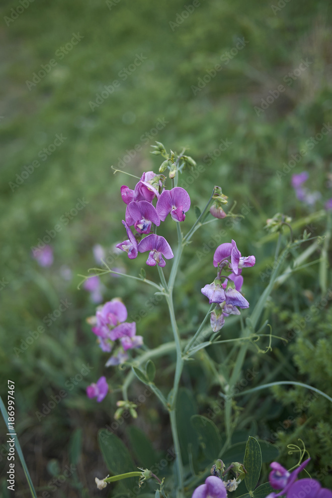 Obraz premium Lathyrus sylvestris