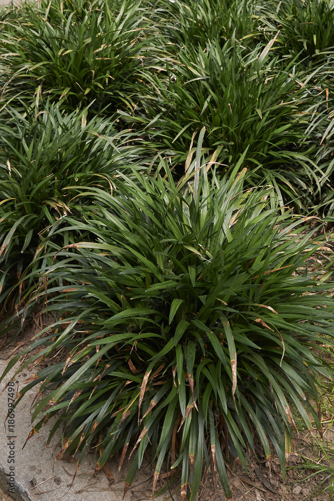 Liriope muscari Liriope muscari