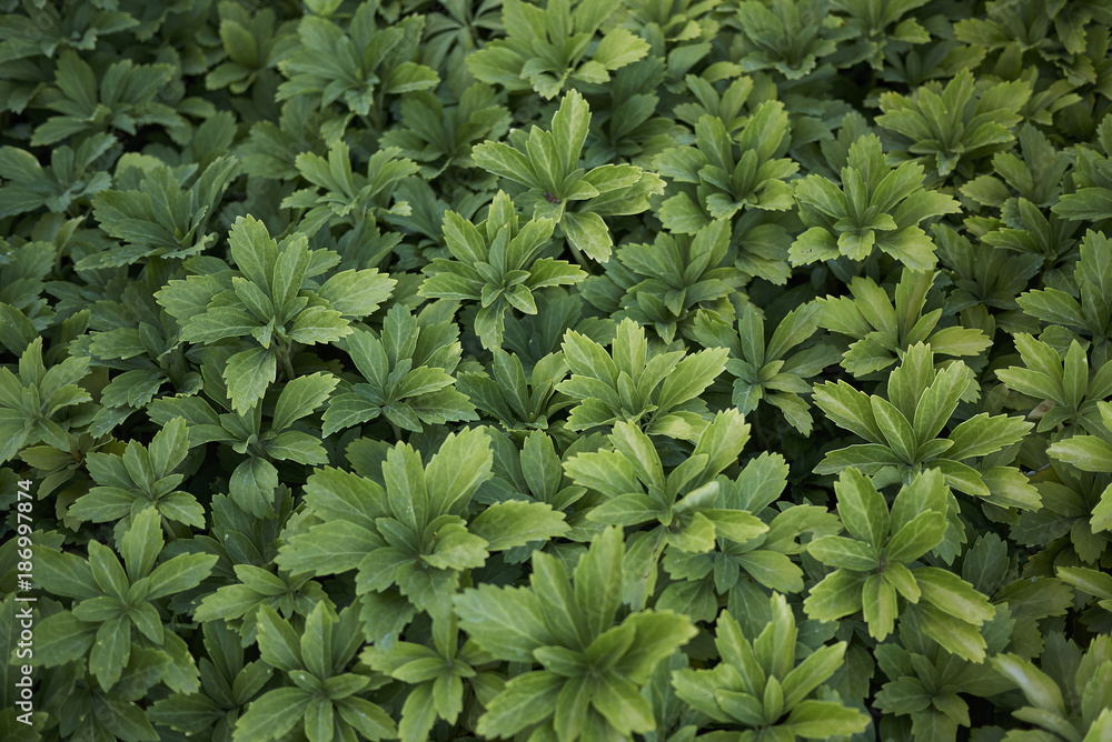 Pachysandra terminalis Pachysandra terminalis