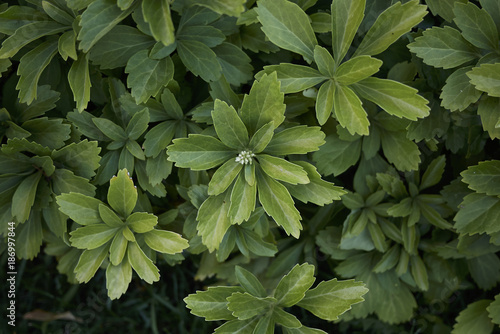 Pachysandra terminalis photo