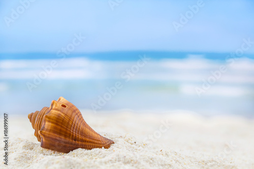 shells on tropical beach