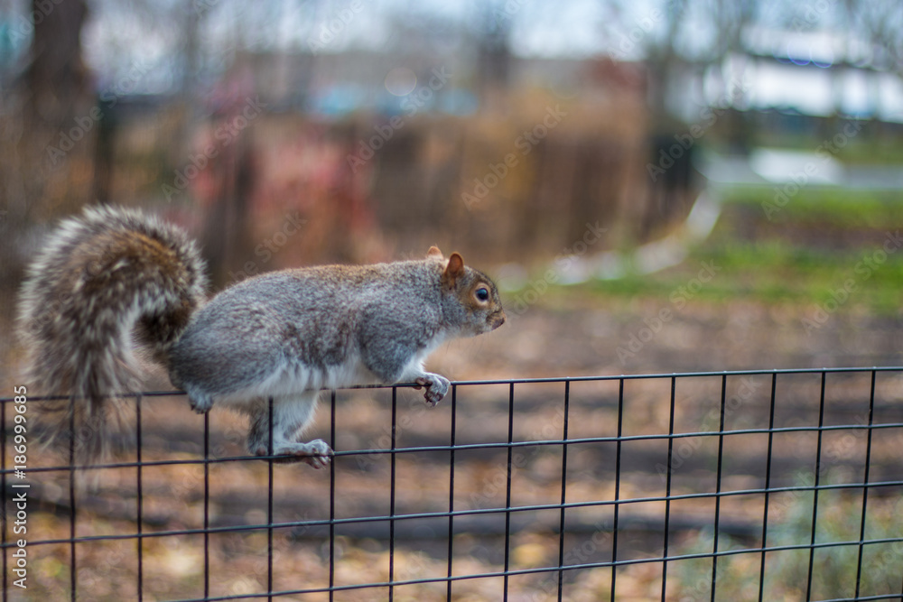Obraz premium A beautifull squirrel