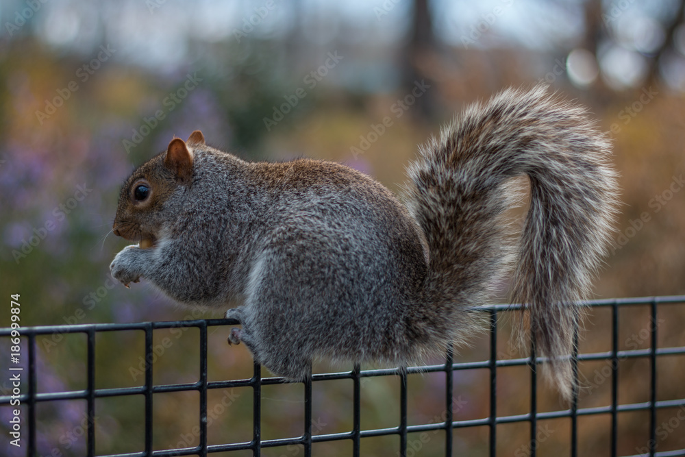 Obraz premium A beautifull squirrel