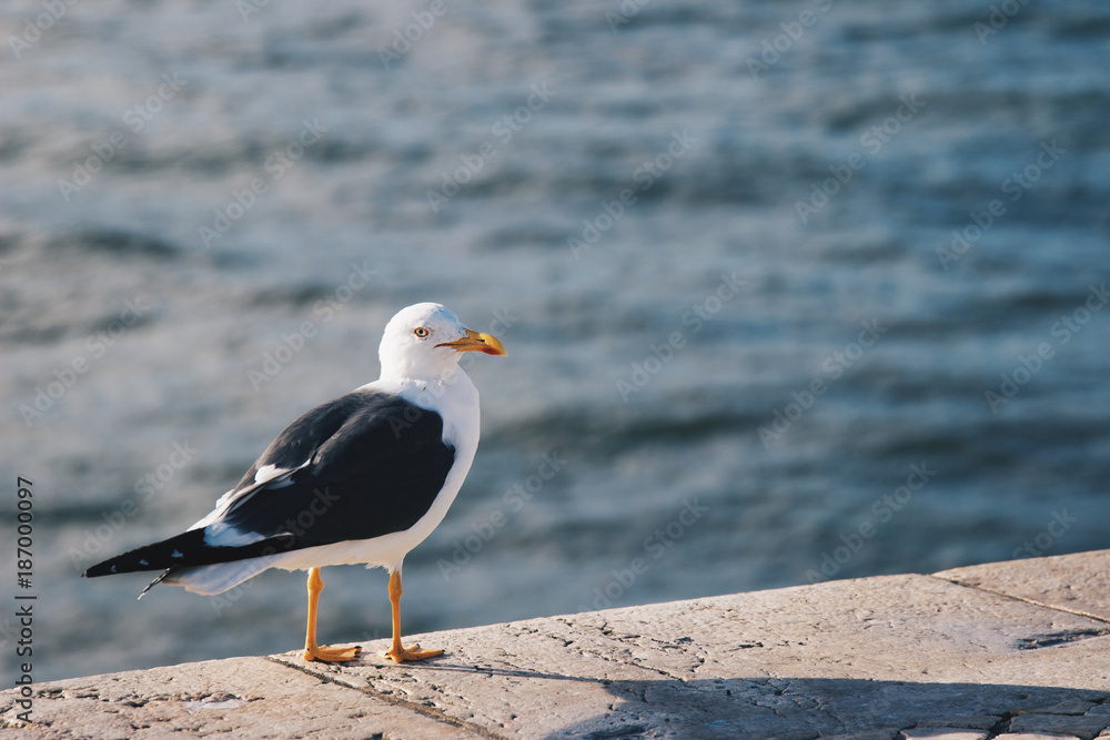 Seagull in Lisboa Seagull in Lisboa