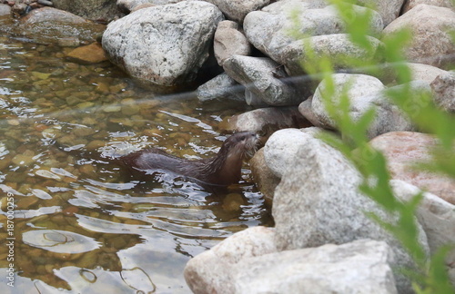 an otter