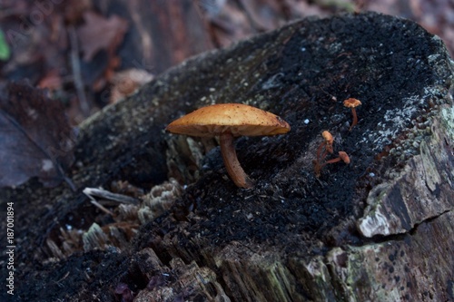 halucinogenic mushroom on an old stump photo