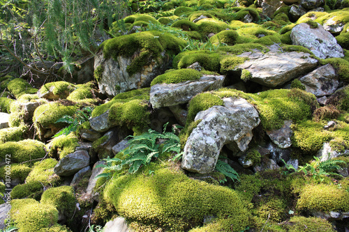 Natursteine, Steine mit Moos und Farn bewachsen im Wald