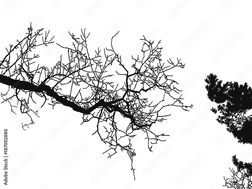 Obraz premium Realistic tree silhouette (Vector illustration).ai10