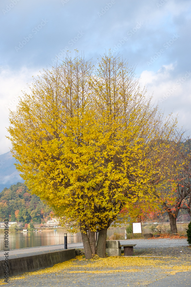 Ginkgo Biloba tree yellow leaves bloom in autumn