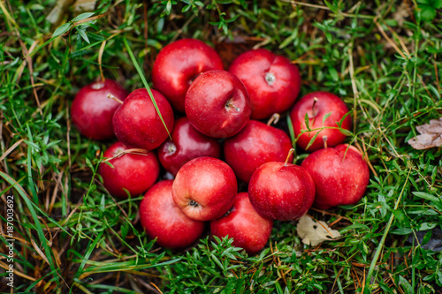 ripe apples on the green grass