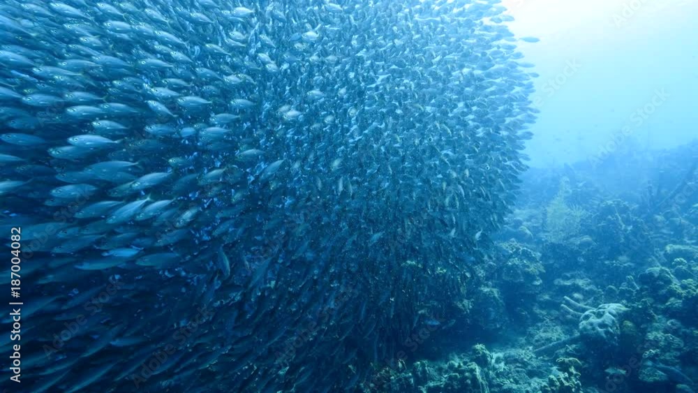 Bait ball at the coral reef in the Caribbean Sea at scuba dive around Curacao /Netherlands Antilles