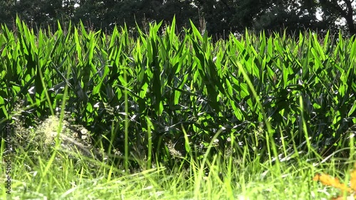 Am Maisfeld in der Sonne