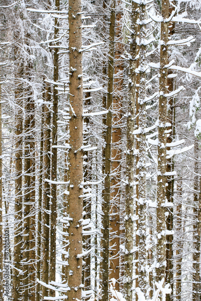 Fototapeta premium bosco di abeti rossi nel parco naturale di Paneveggio in inverno