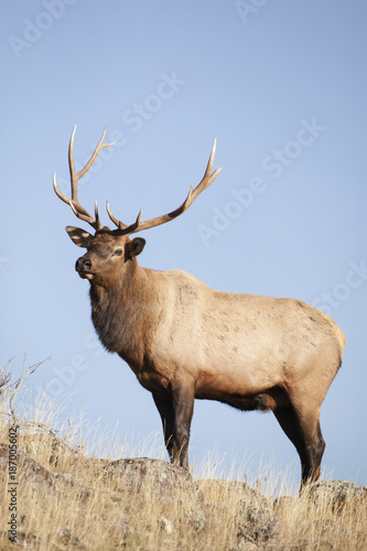 Bull Elk © Paul
