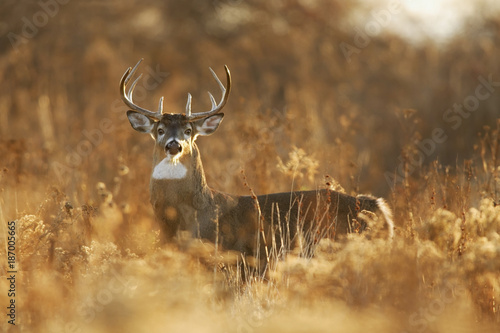 Whitetail buck in Golden Light