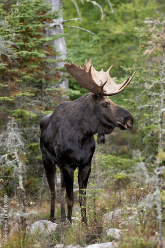 Bull Moose Portrait © Paul