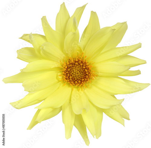 Bud of yellow Daisy isolated