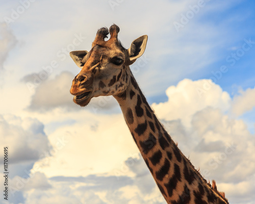 Isolated Giraffe in the Masai Mara