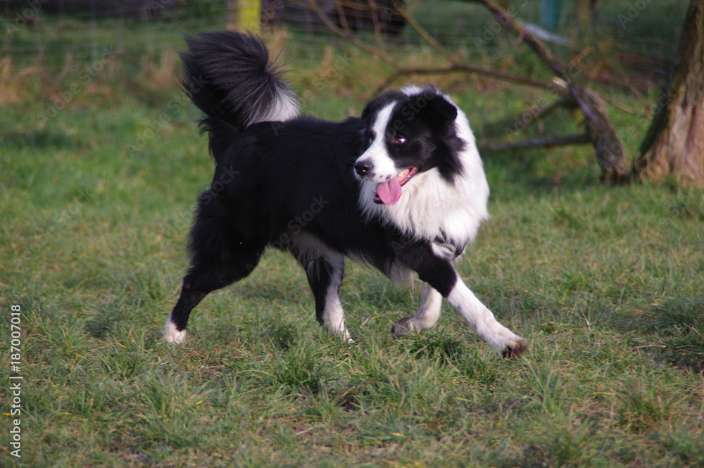 Young border collie dog