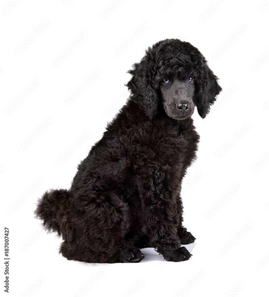 Black poodle