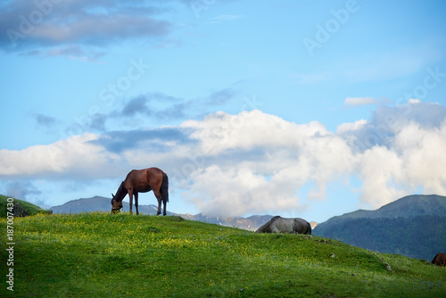 Horses on a mountain hill. Landscape of mountains with horses. Clouds at the background.