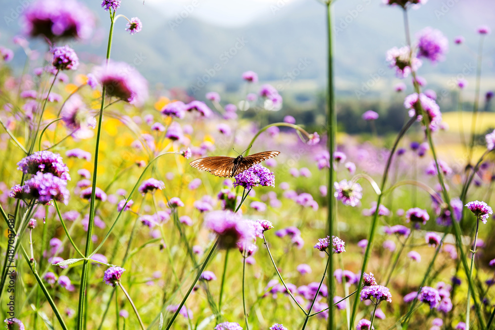 Fototapeta motyl na purpurowy kwiat