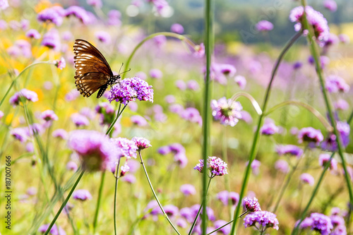 butterfly on purple flower © suwatwongkham