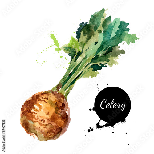 Hand drawn watercolor painting on white background. Vector illus