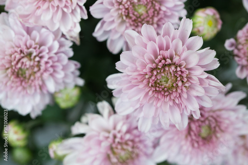 Chrysanthemum Flower