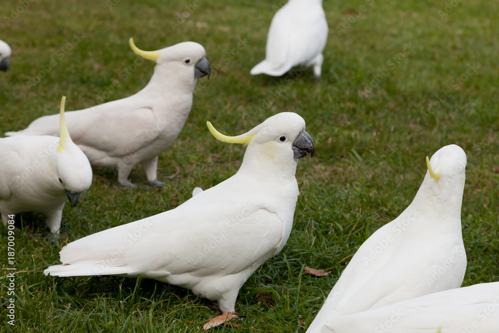 Fototapeta premium White cockatoos looking for food on the grass, Blue Mountains, NWS, Australia
